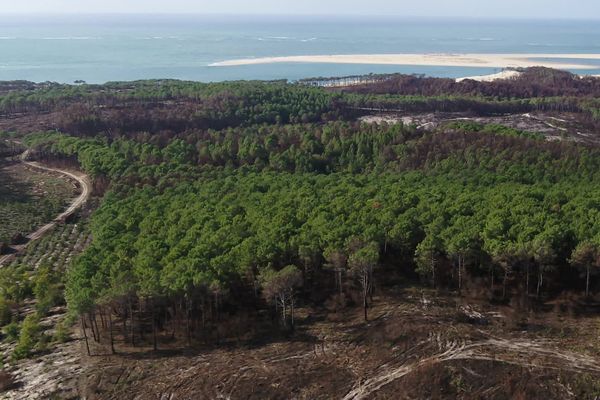 En juillet 2022, la forêt de La Teste-de-Buch était ravagée par les flammes.