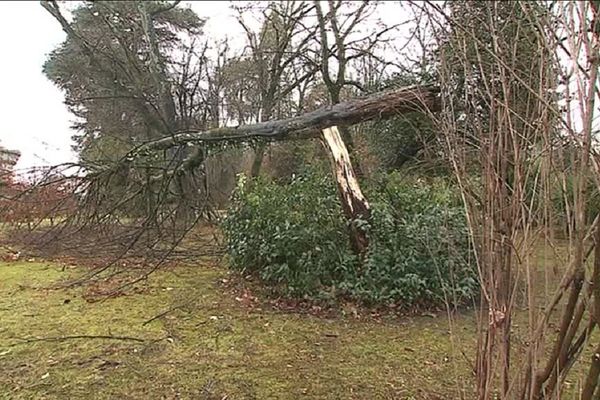 Les arbres, premières "victimes" des forts coups de vent. 