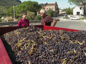 Les vendanges 2024 sont catastrophiques dans le Roussillon. A Maury, les vignerons tirent la sonnette d'alarme et réclament des aides significatives.