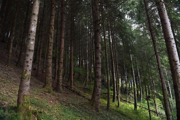 Le département s'engage à planter des arbres dans les forêts privées et publiques, comme ici dans le massif de Belledonne.