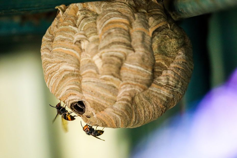 5 Things to Do When Encountering an Asian Hornet: Tips from Entomologists and Beekeepers in Burgundy, France