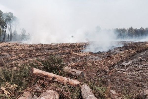 L'incendie en cours à Saint-Jean-d'Illac concerne une partie du massif forestier des Landes de Gascogne. 