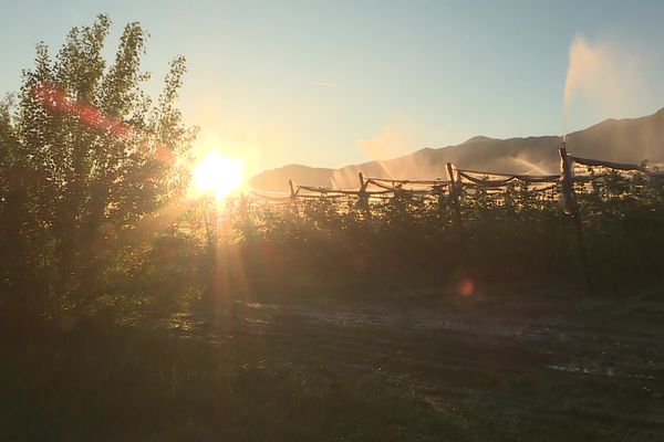 Les arboriculteurs doivent redouter encore des nuits de gel cette semaine dans les Alpes du sud.