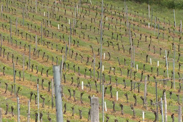 Après les fortes chaleurs, les vignes du sud de l’appellation AOC Côtes d’Auvergne ont subi le gel, dans la nuit du 18 au 19 avril dernier. Certaines parcelles ne donneront rien du tout cette année.