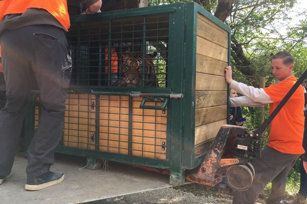 Un couple de tigres est arrivé au Parc de l'Auxois vendredi 28 avril 2017