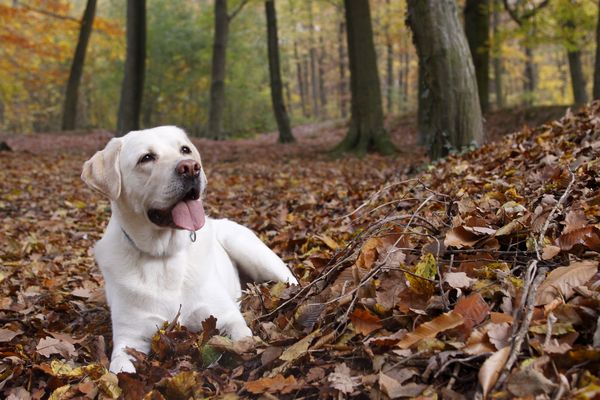 Labrador dans la forêt de Meudon - Hauts-de-Seine (92), Île-de-France