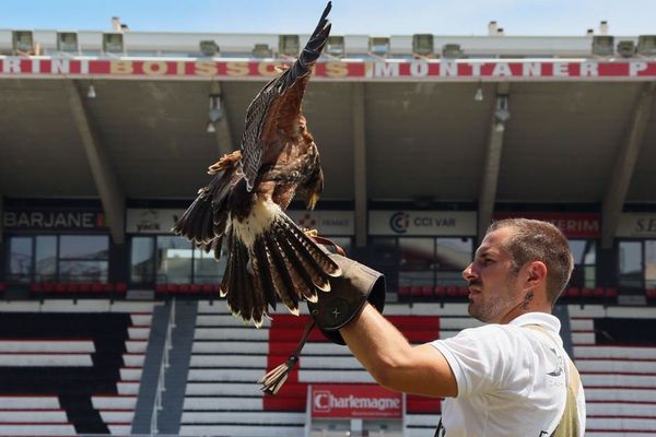 Kilian Martel, fauconnier professionnel, ici en intervention au stade Mayol à Toulon.