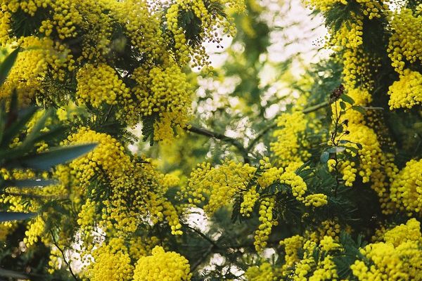 Mimosa - "Avec les températures printanières de ces derniers jours, la floraison des mimosas s'annonce précoce cette année dans le sud-ouest"