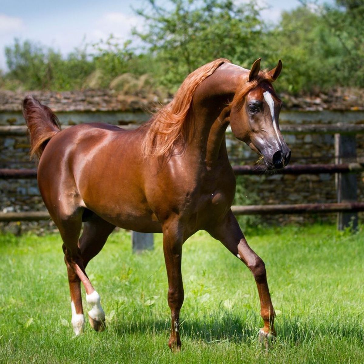 Salon du cheval les fabuleux pur sang arabes du sultan d Oman