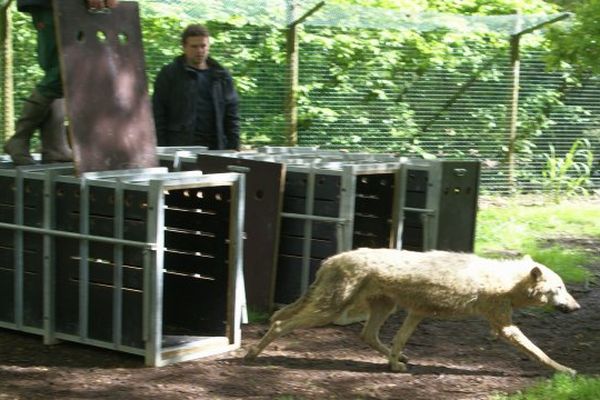 Le lâcher et les premières rencontres se sont déroulés dans le calme.