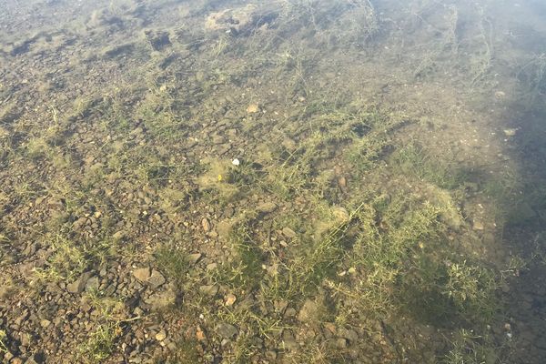 Les cyanobactéries forment un dépôt vert-bleu à la surface de l'eau. 