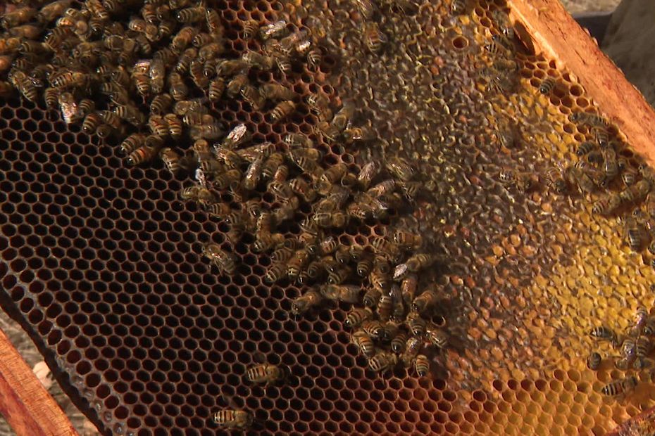 In Gironde and the Landes, the difficulties for beekeepers accumulate