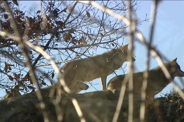 Le parc aux loups des monts de Guéret n'a pas d'équivalent dans la grande région ALPC.