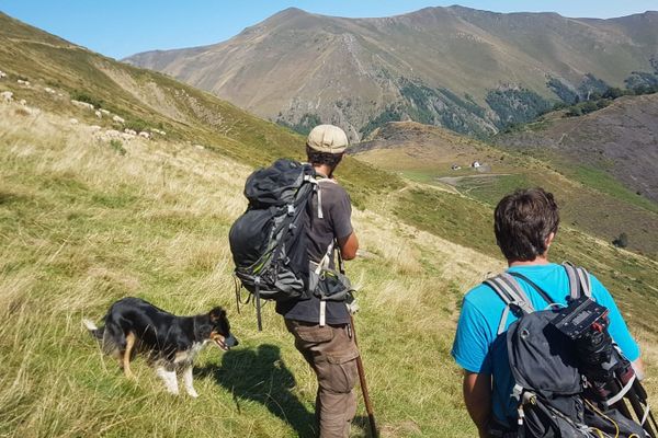 Un berger et son chien sur l'estive d'Ourdouas près de Sentein en Ariège (26 août 2020)