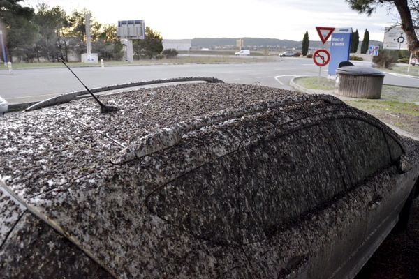 Les fientes d'étourneaux et de pigeons occasionnent de plus en plus de nuisances et de pollution en Occitanie - 2024.