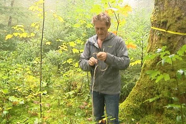 Les cueilleurs grimpeurs passent à l'action dans les forêts jurassiennes