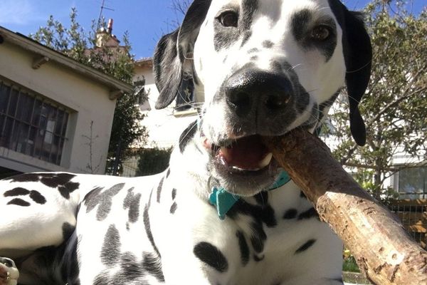 Le confinement, un moment idéal pour profiter pleinement de son chien et renforcer votre relation.