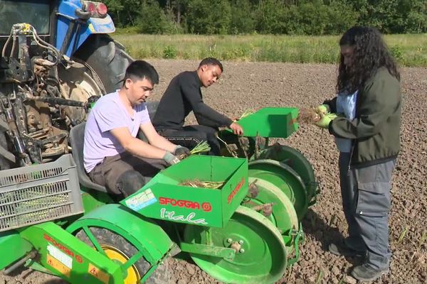 Dans le champ, trois apprentis maraîchers récoltent les produits et apprennent à utiliser les machines