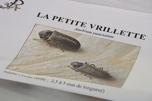 Traiter les bois attaqués par les insectes - Energie Plus Le Site