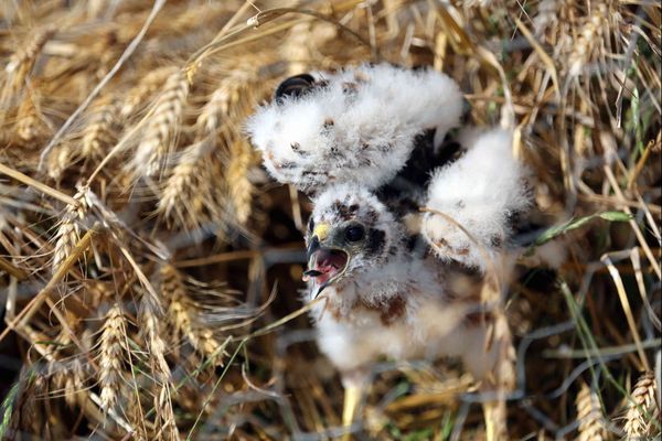 Les busards cendrés se reproduisent et construisent leurs nids dans les champs de céréales.