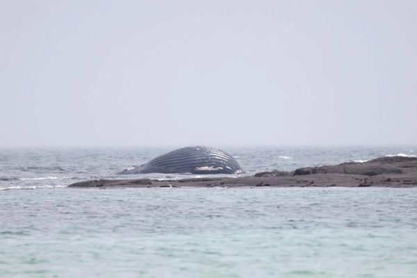 Une carcasse de baleine s'est échouée, dimanche 10 novembre au matin, sur le littoral de la Manche au niveau de la pointe de Saire, à Réville (Manche).