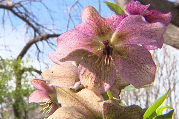 Avec l'arrivée du printemps, c'est l'heure de la floraison pour de nombreuses espèces du jardin botanique de Clermont-Ferrand.