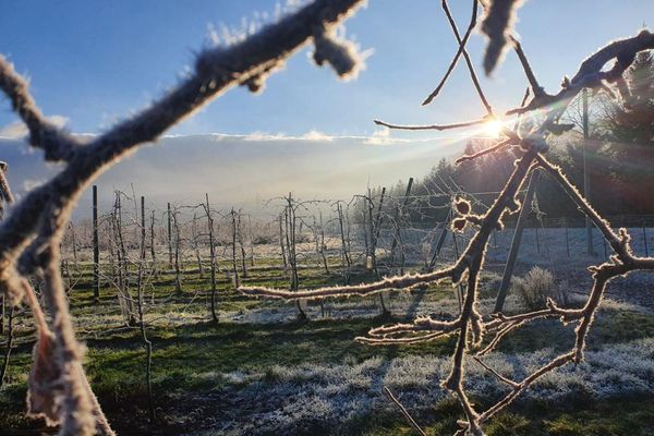 Vergers givrés à Reuilly dans l'Aisne