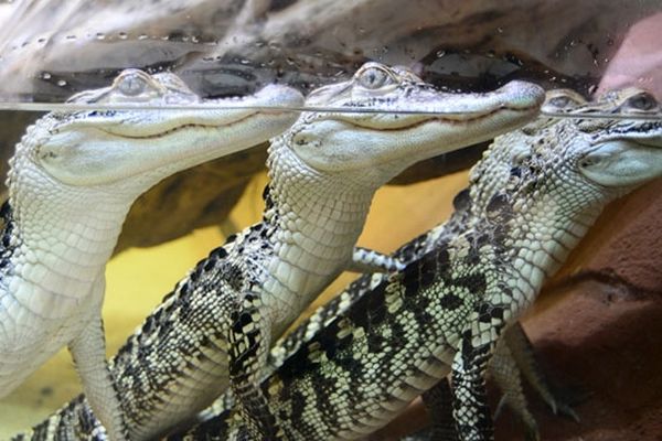 Les bébés crocodiles de la serre zoologique Biotropica à Val de Reuil