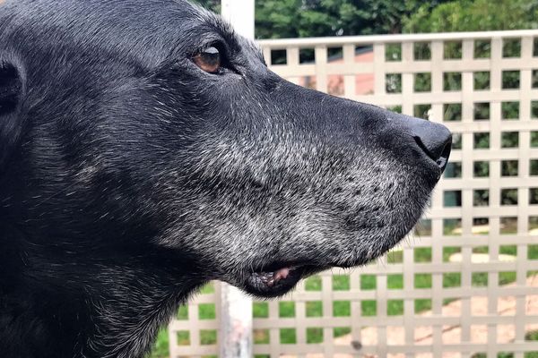 Non, les animaux domestiquent ne transmettent pas le coronavirus.