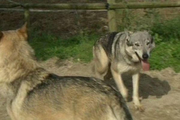 Ces deux chiens font peur au voisinage.