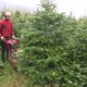 Chaque année, il se vend environ 6 millions de sapins en France.