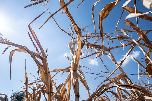 Les agriculteurs impactés par la sécheresse vont pouvoir bénéficier de nouvelles aides en Savoie.