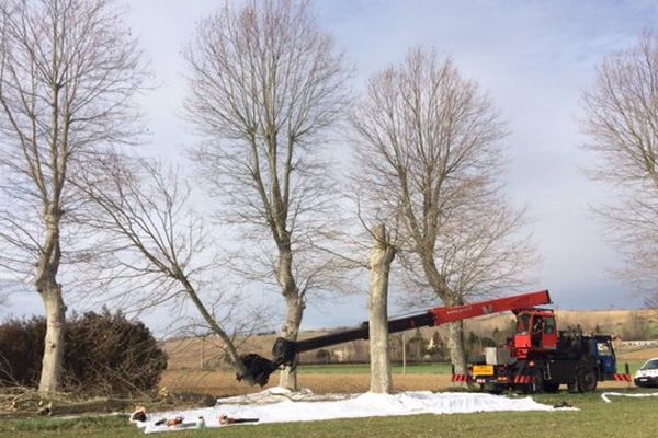 L'abattage des platanes malades va durer jusqu'au 3 février en Ariège.