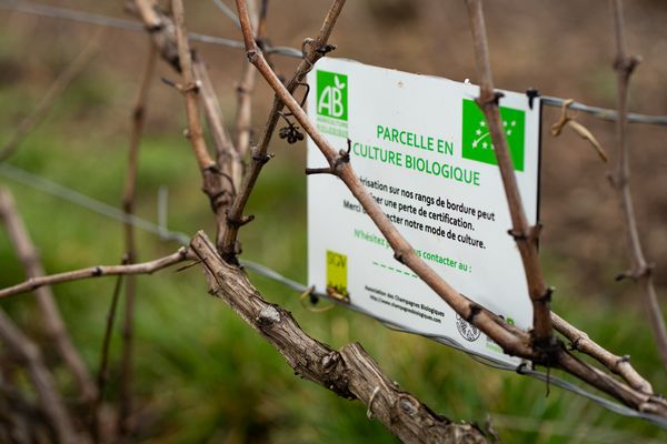 Des vignes en conversion à l'agriculture biologique, dans le Sézannais, qui appartiennent aux frères Collet, en février 2021.