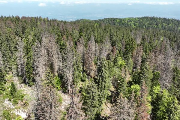 De nombreux arbres de la forêt du Semnoz sont infestés par un insecte, le scolyte.