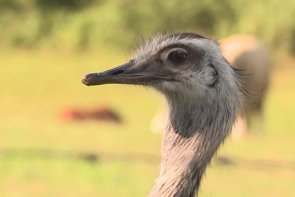 Le nandou risque d'être enlevé de l'habitat qu'elle occupe depuis plus de 20 ans pour être transféré dans un zoo.