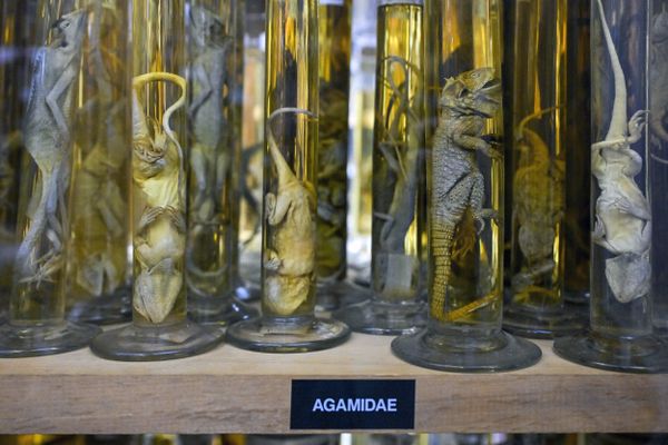 Animaux conservés dans de l'alcool dans les réserves du Musée des Confluences à Lyon.