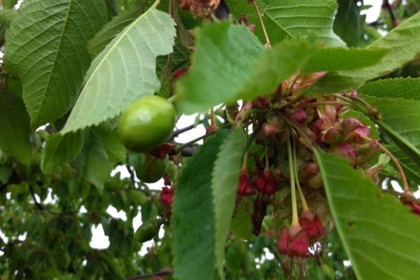 Les cerises sont encore loin de parvenir à maturité.