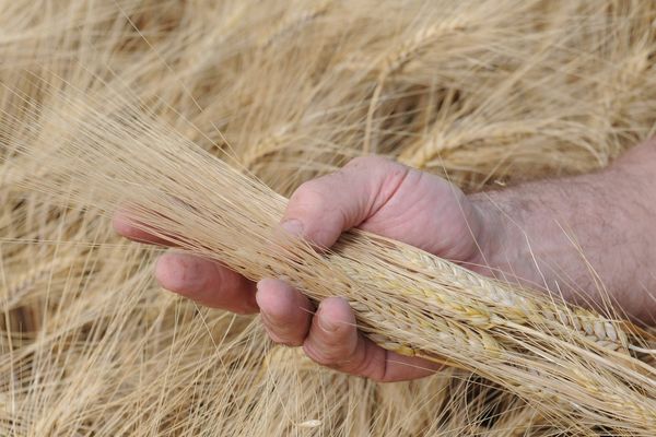 Le port de Nantes Saint-Nazaire est un des premiers port français pour les denrées agro-alimentaires.