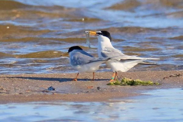 Des sternes naines nichent à même le sable sur la plage de Sérignan, dans l'Hérault.