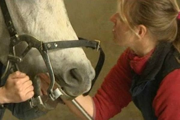 Elodie Stuit en train de soigner un cheval