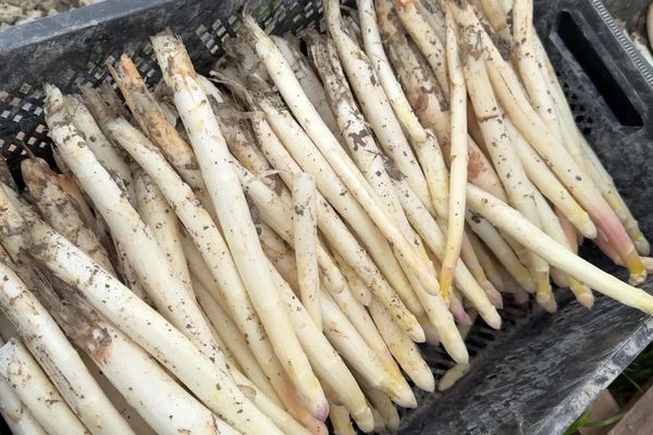 Début de la récolte des asperges dans la Meuse.