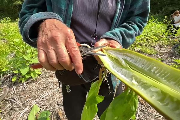 En Limousin, on compte plus de 1000 plantes exotiques (un quart des espèces en Nouvelle-Aquitaine). Parmi elles, certaines sont devenues des espèces invasives. En Limousin, il y en a une dizaine. Certaines menacent les écosystèmes indigènes. Voilà pourquoi des actions sont mises en place pour tenter de les éradiquer.