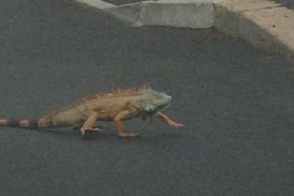 L'iguane Tchupy a été pris en photographie mercredi après-midi à Saint-Etienne, quartier de Côte-Chaude