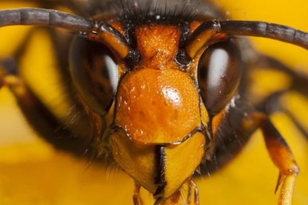 Vue macro d'un frelon asiatique, photographié en train de manger un fruit, en France.  