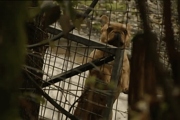 Plusieurs chiens avaient été saisis dans cet élevage de Novalaise en 2015.