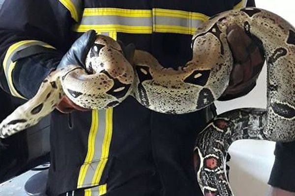 Le feu avait été provoqué par la lampe de son vivarium. Un énorme boa a été secouru lundi, par les pompiers d'Angers.