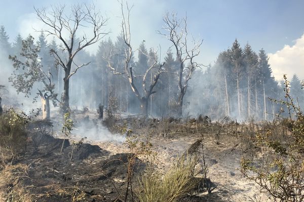 A Escoutoux, un incendie a détruit plusieurs hectares mardi 23 juillet.