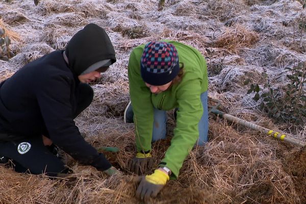 Des bénévoles plantent des arbres du projet de "forêt bleue" à Dompierre-sur-Mer samedi 17 décembre 2022.