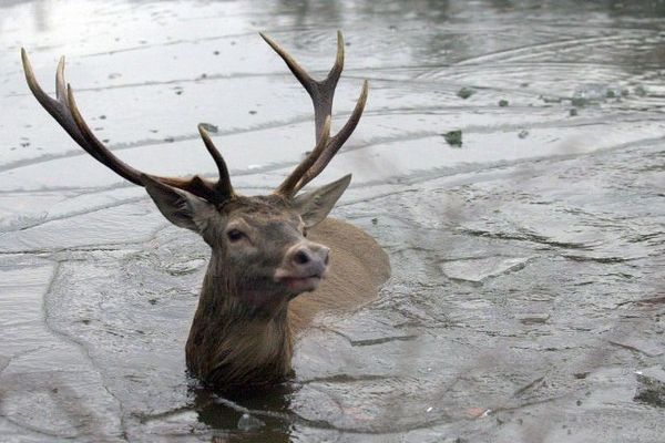 Point de vue image du monde : un cerf bat l'eau dans un étang au cour d'une chasse en forêt de Chantilly